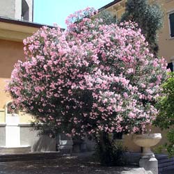 Laurier rose - Fleurs roses / Nerium oleander rosea